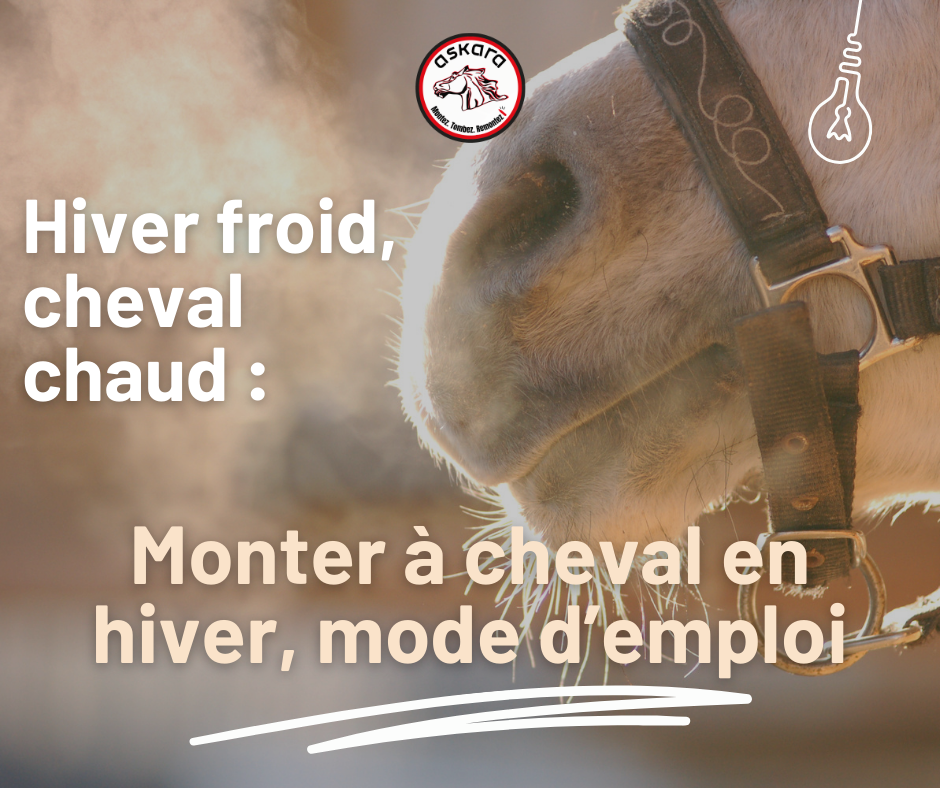 Hiver froid, cheval chaud : Les bons gestes à adopter à cheval en hiver